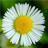 高清菊花图片头像