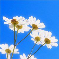 高清菊花图片头像