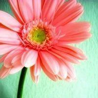 高清菊花图片头像