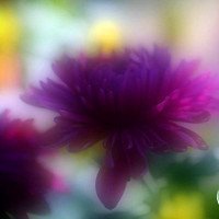 高清菊花图片头像