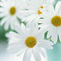 高清菊花图片头像