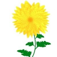 高清菊花图片头像