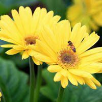 高清菊花图片头像