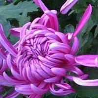 高清菊花图片头像