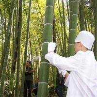 做竹酒微商头像