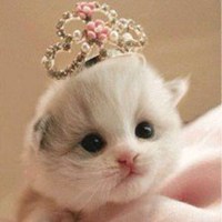 白色小猫头戴皇冠图片大全