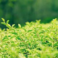 热带雨林植物头像男