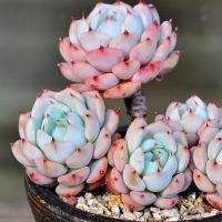 微信头像植物四叶草