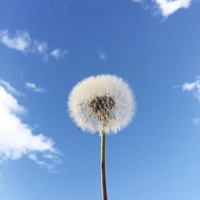 热带雨林植物头像男