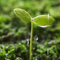 用植物做微信头像如何