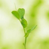 植物系女生头像唯美百度