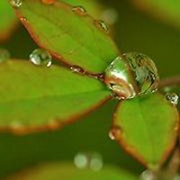 植物花卉女头像