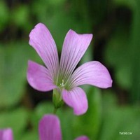 植物和花微信头像素材