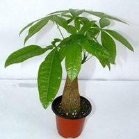 小清新植物男生头像