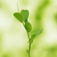 植物男生背身头像