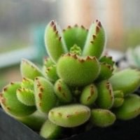 微信头像植物头像