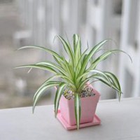 什么植物和芋头像