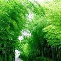 微信头像绿色植物唯美