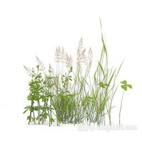 微信头像植物四叶草