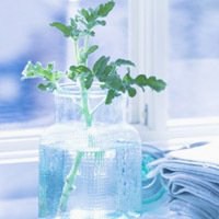 微信头像小植物