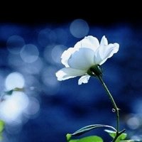 创意植物卡通微信头像