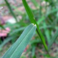 小清新情侣头像植物