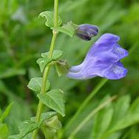 植物和花微信头像素材