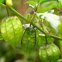 男生头像带植物