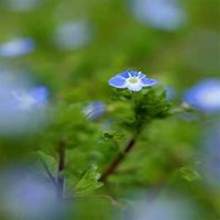 植物微信头像看人性格