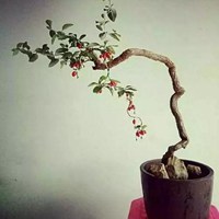 植物绘画头像