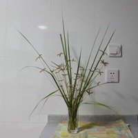 小辣椒植物头像