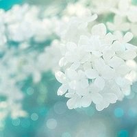 微信头像花朵一对