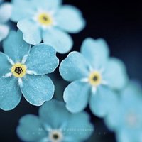 微信头像花朵唯美小清新