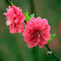 微信头像中年女性花朵