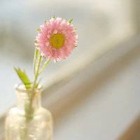 满天星花朵头像小清新