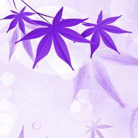 微信头像花朵钢琴