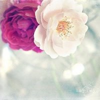 微博头像装饰花朵