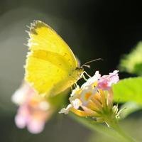 非常漂亮花朵头像