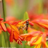 花朵遮眼睛头像