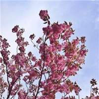 微信头像花朵圆形边框