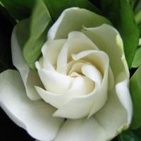 古风花朵头像集