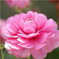花朵小清新头像
