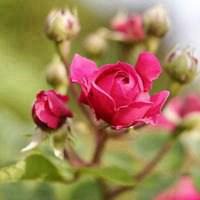 漂亮花朵微信头像