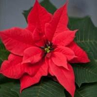 动漫和花朵唯美头像