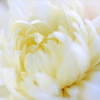花朵微信头像唯美小清新可爱