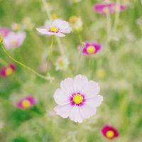 花朵蝴蝶头像