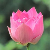 花朵头像小清新薰衣草