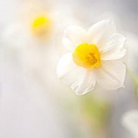 花朵锁骨唯美头像纹身