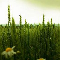绿色草地头像