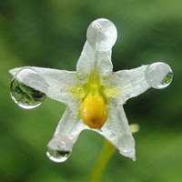 绿色花朵头像